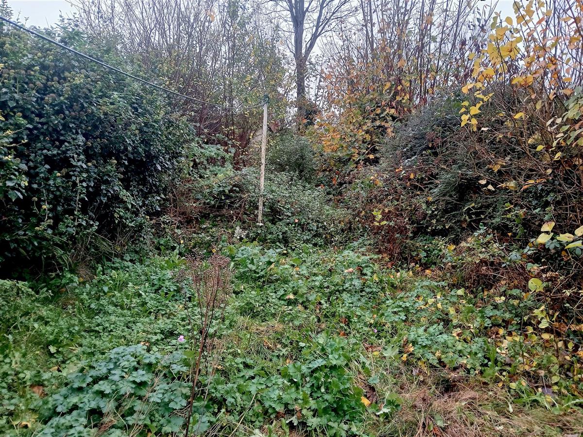 Overgrown garden before clearance by GP Garden Care