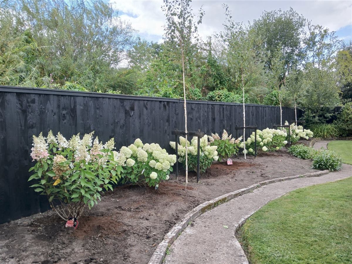 Hydrangea planting project completed by GP Garden Care